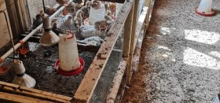 Jurbarko ūkininkas gavo baudą dėl antisanitarinėmis sąlygomis laikomų vištų
