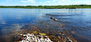 Nemuno vanduo ties Jurbarku vėl užterštas: maudytis draudžiama