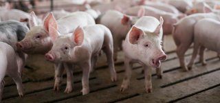 Jurbarko rajone nustatytas trečiasis afrikinio kiaulių maro atvejis