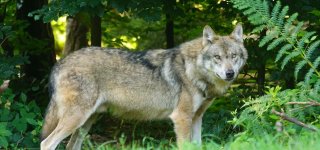 Naujam medžioklės sezonui siūloma nustatyti 282 vilkų sumedžiojimo limitą ir jo neskirstyti rajonais