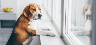 Kaip išmokyti šunį likti namuose vieną: 3 būdai, padedantys išlaikyti augintinį ramų