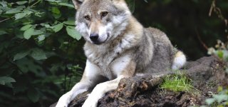 Baigėsi vilkų medžioklės sezonas
