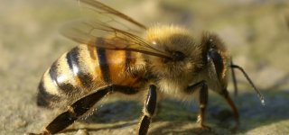 Pasaulinė bičių diena