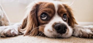 Rūbai šunims: ką svarbu įvertinti renkantis?