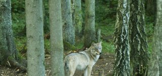 Naujam medžioklės sezonui siūloma nustatyti 341 vilko sumedžiojimo limitą