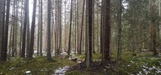 Norint savo miške pasikirsti malkų poveikio aplinkai vertinti nereikia