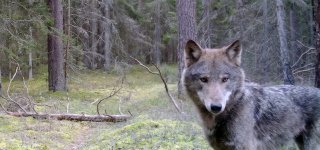 Pasibaigus vilkų medžioklės sezonui – svarstymai, kad vilkų Lietuvoje per daug