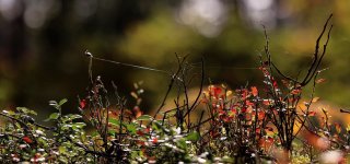 Numatomi sausi orai, šils iki 22 laipsnių, bet netrukus laukia pokyčiai