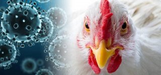 Paukščių gripui plintant Europoje, VMVT raginimas