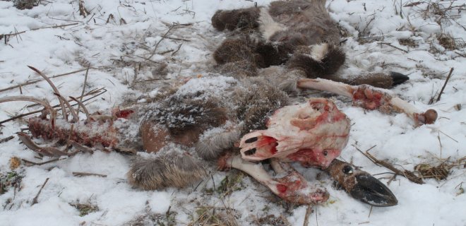 100 kg tauriojo elnio jauniklį papjovė ir sudraskė trys vilkai. / O. Mazur nuotr.