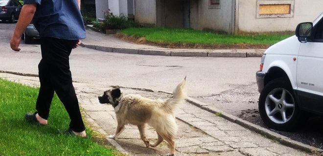 Skaitytojo atsiųsta minėto agresyvaus benamio šuns nuotrauka.