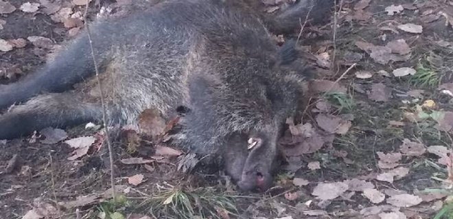 Vienas iš keturių nugaišusių šernų Birbiliškės miške / Skaitytojo atsiųsta nuotr.