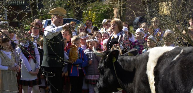 Šiai karvutei pasisekė. Ji galės saugiai pievoje ganytis – nepuls nei vilkai, nei bimbalai. Jurginių gaspadoriai ją ir verba apsmilkė, ir švęstu vandeniu pašventino, o visi kartu jai paraliavo. Jurginių šeimininkai pasiguodė, kad vis sunkiau karvę gauti, nes mažėja jas laikančių. Šią juodmargę Jurginėms atvedė iš Seredžiaus. Ją Baršauskams paskolino Seredžiaus moterų klubo narė. / R. Bakšienės nuotr.