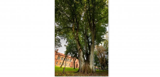 Lietuvos arboristikos centro nuotr.