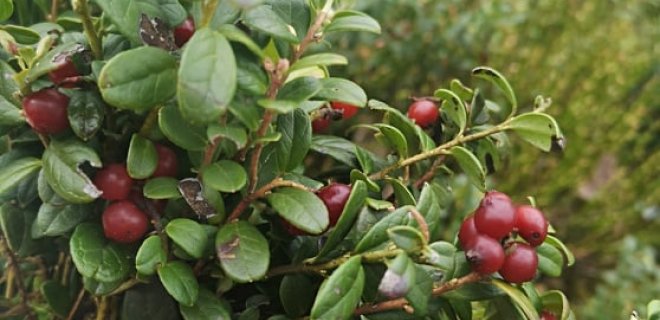 Tokiomis gėrybėmis lepina miškas kovo mėnesį