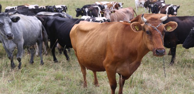 Tik susivieniję smulkūs pieninės galvijininkystės ūkiai gali būti didele jėga. / Vytauto Ridiko nuotr.