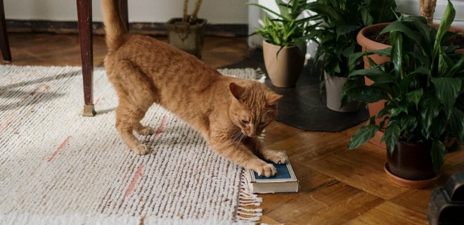 Asociatyvi / pexels.com nuotr.