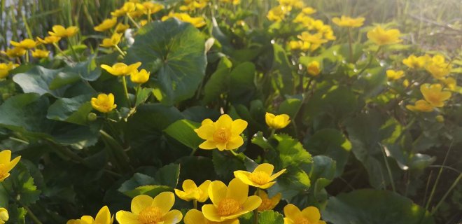 Pelkinė puriena (Caltha palustris) / R. Vasiliauskienės nuotr.
