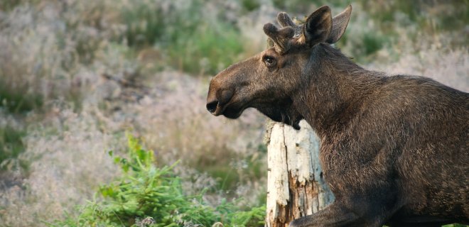 Asociatyvi / Nibman/pexels.com nuotr.