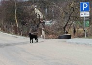 Prasideda akcija „Augintinis teršia – šeimininkas moka“