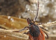 17 pranešimų apie įsisiurbusias erkes ir vienas įtariamas Laimo ligos atvejis