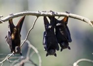 Viešvilėje vyks „susitikimas su šikšnosparniais“