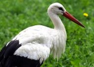Išlaisvino gandralizdyje įsipainiojusį gandriuką