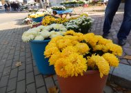 Prie turgelio prieš Vėlines pražydusių gėlių kainos nedžiugina