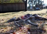 Smukučiuose, prie savo sodybos, rado sudraskytą stirną