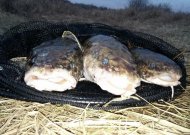 Nuo gruodžio vidurio draudžiama žvejoti vėgėles (ypatingas dėmesys Jurbarkui)