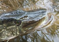 Baigiasi draudimas žvejoti lydekas, prasideda ribojimai karšių žūklei