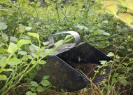 Mėlynių „šukavimas“ – didžiulė skriauda gamtai