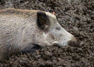 Kiaulių maras įžengė ir į Raudonės seniūniją