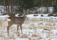 Vosbutų kaimo ūkinininkai kariauja su stirnomis