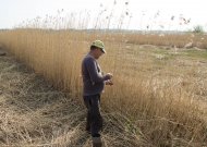 Kol nėra turistų, skuba nuimti nendrių derlių