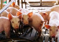 Naujas afrikinio kiaulių maro protrūkis. Krito paršeliai