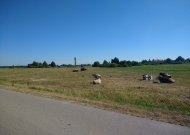 Gamta ūkininkams negailestinga – sausra naikina derlių