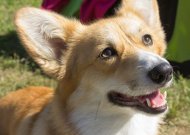 Veterinarijos gydytojai pataria, kaip per karščius pasirūpinti šunimis