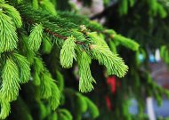 Miškininkai gyventojams dovanos eglės šakas