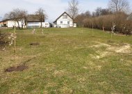 Jurbarką papuošė žydinčios sakuros