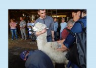 „Nemuno alpakų“ ūkyje – kirpėjo iš Latvijos pamokos