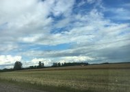 Lietus javapjūtės nesustabdė – kombainai jau laukuose