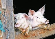 Pagalba kiaulių laikytojams, įsigijusiems biologinio saugumo priemonių