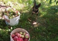 Žaliųjų atliekų „kelias“ Jurbarke: kada pasenę obuoliai tampa trąša, o kada – teršalais?