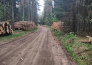 Augalams dengti – nemokama eglišakių dalijimo akcija