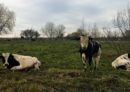 Ar nepamiršote sumokėti žemės mokestį?