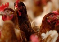 Paukščių gripo prevencijai - naminius paukščius reikės laikyti uždarytus