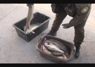 Jurbarke nustatyta, kad žuvys buvo sugautos draudžiamu ne mėgėjų žvejybos įrankiu