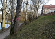 Kultūros paveldo departamentas ramina dėl Panemunės pilies parke kertamų medžių
