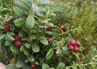 Tokiomis gėrybėmis lepina miškas kovo mėnesį